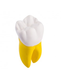 Dental teeth model EASYINSMILE Dental Teeth Prior Roots Model Double Soft 15 Times Enlarged