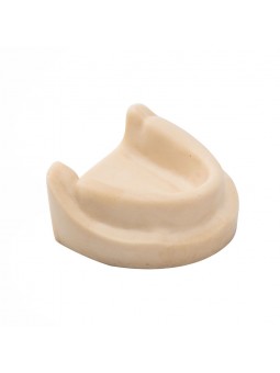 Dental Teeth model Easyinsmile Teeth Model Upper jaw without gums 