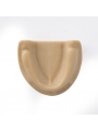 Dental Teeth model Easyinsmile Teeth Model Upper jaw without gums 