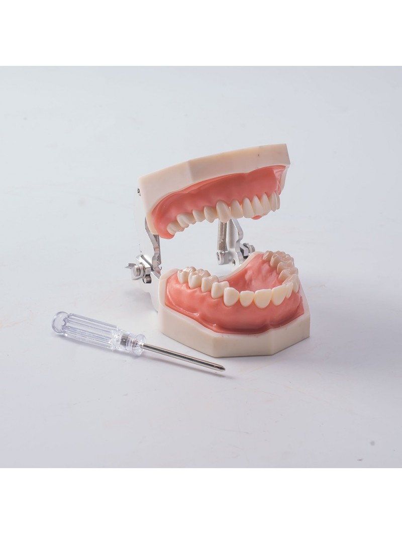 Dental Standard Teeth Model EASYINSMILE Dental Standard Removable Teeth Model 200H Type Soft Gum With Tool