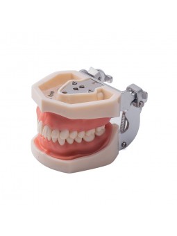 Dental Standard Teeth Model EASYINSMILE Dental Standard Removable Teeth Model 200H Type Soft Gum With Tool