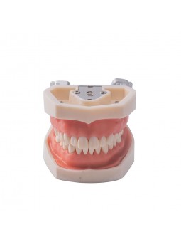 Dental Standard Teeth Model EASYINSMILE Dental Standard Removable Teeth Model 200H Type Soft Gum With Tool