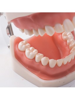 Dental Standard Teeth Model EASYINSMILE Dental Standard Removable Teeth Model 200H Type Soft Gum With Tool