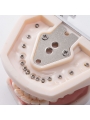 Dental Standard Teeth Model EASYINSMILE Dental Standard Removable Teeth Model 200H Type Soft Gum With Tool