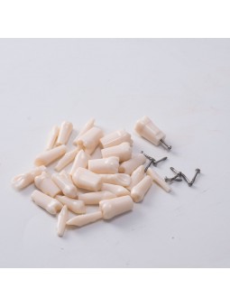 Dental Denture Model Synthetic Resin Polymer False Teeth (28Pcs/set)EASYINSMILE