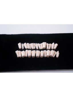 Dental Denture Model Synthetic Resin Polymer False Teeth (28Pcs/set)EASYINSMILE