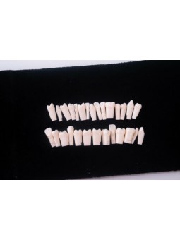  Dental Denture Model Synthetic Resin Polymer False Teeth (28Pcs/set)EASYINSMILE