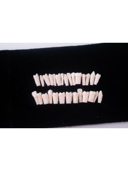 Dental Denture Model Synthetic Resin Polymer False Teeth (28Pcs/set)EASYINSMILE