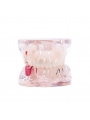 Dental Study Teeth Model Pathological Disease Demonstration Model EASYINSMILE 