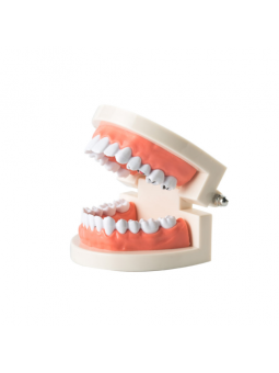 Dental Study Teaching Model Teeth Caries Tooth Care Model Adult Size EASYINSMILE