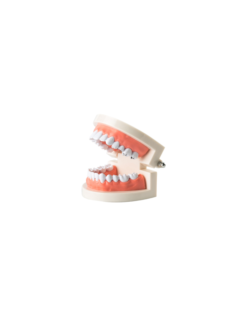 Dental Study Teaching Model Teeth Caries Tooth Care Model Adult Size EASYINSMILE 