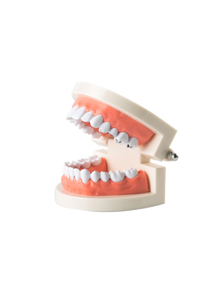 Dental Study Teaching Model Teeth Caries Tooth Care Model Adult Size EASYINSMILE 
