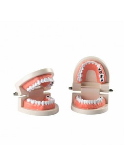 Dental Study Teaching Model Teeth Caries Tooth Care Model Adult Size EASYINSMILE 