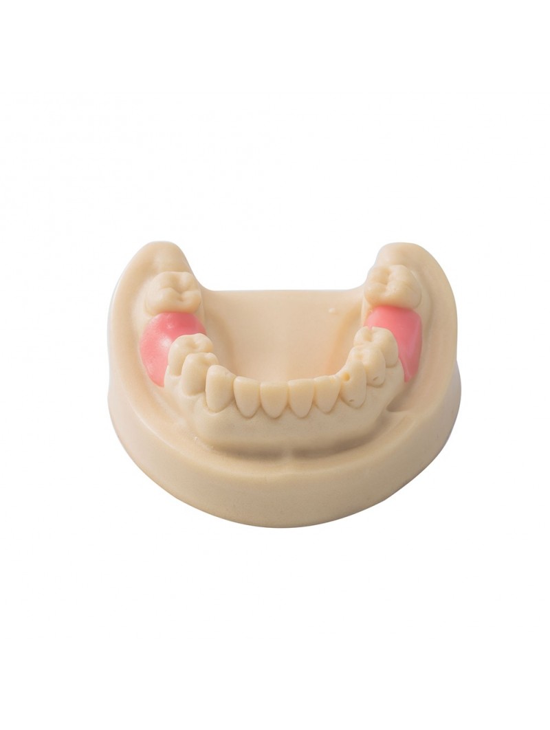 Dental Teeth Model EASYINSMILE Missing the 6 on the left and the 6 on the right Model 	