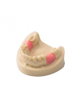 Dental Teeth Model EASYINSMILE Missing the 6 on the left and the 6 on the right Model 	