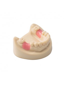 Dental Teeth Model EASYINSMILE Missing the 6 on the left and the 6 on the right Model