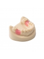 Dental Teeth Model EASYINSMILE Missing the 6 on the left and the 6 on the right Model 	