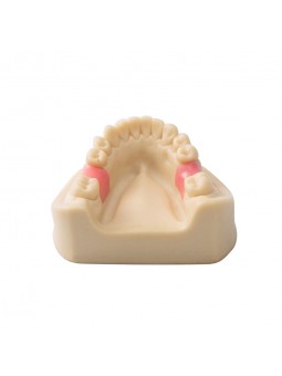 Dental Teeth Model EASYINSMILE Missing the 6 on the left and the 6 on the right Model