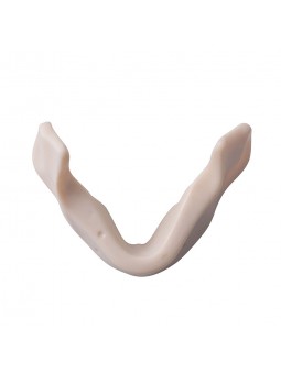Dental Teeth Model EASYINSMILE Teeth Model simulation lower jaw Style B