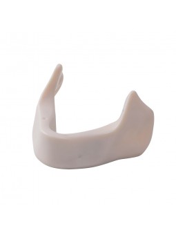 Dental Teeth Model EASYINSMILE Teeth Model simulation lower jaw Style B 	