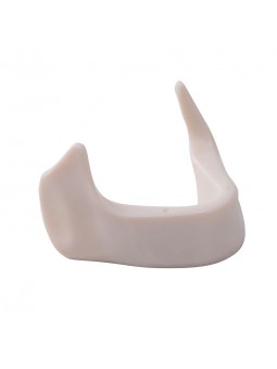Dental Teeth Model EASYINSMILE Teeth Model simulation lower jaw Style B 	