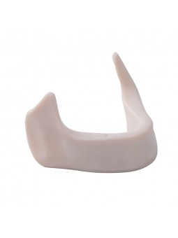 Dental Teeth Model EASYINSMILE Teeth Model simulation lower jaw Style B