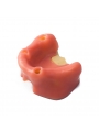 Dental Model Sinus Lift Practice Model Study Education Teeth Model Style B EASYINSMILE