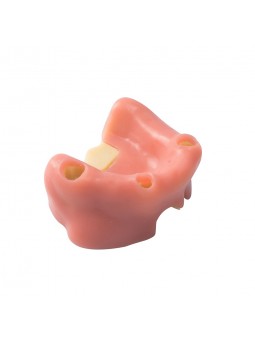 Dental Model Sinus Lift Practice Model Study Education Teeth Model Style B EASYINSMILE