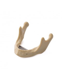 EASYINSMILE Dental Lower Jaw Teeth Study Model Anatomically Bone Mandible Model Without Gums