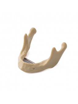 EASYINSMILE Dental Lower Jaw Teeth Study Model Anatomically Bone Mandible Model Without Gums 	