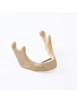 EASYINSMILE Dental Lower Jaw Teeth Study Model Anatomically Bone Mandible Model Without Gums 	