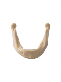 EASYINSMILE Dental Lower Jaw Teeth Study Model Anatomically Bone Mandible Model Without Gums