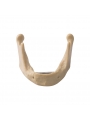 EASYINSMILE Dental Lower Jaw Teeth Study Model Anatomically Bone Mandible Model Without Gums 	