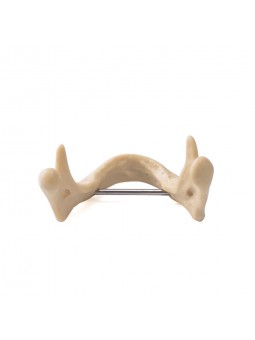 EASYINSMILE Dental Lower Jaw Teeth Study Model Anatomically Bone Mandible Model Without Gums 	