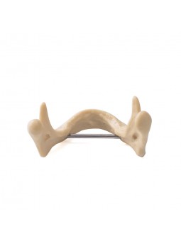 EASYINSMILE Dental Lower Jaw Teeth Study Model Anatomically Bone Mandible Model Without Gums 	