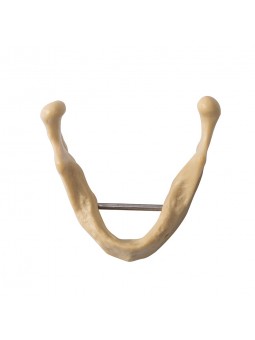 EASYINSMILE Dental Lower Jaw Teeth Study Model Anatomically Bone Mandible Model Without Gums