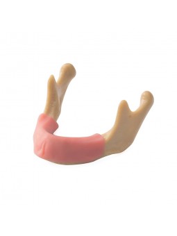 EASYINSMILE Dental Lower Jaw Teeth Study Model Anatomically Bone Mandible Model With Gums