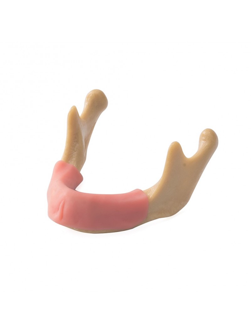 EASYINSMILE Dental Lower Jaw Teeth Study Model Anatomically Bone Mandible Model With Gums	