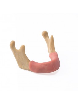 EASYINSMILE Dental Lower Jaw Teeth Study Model Anatomically Bone Mandible Model With Gums	