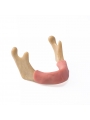 EASYINSMILE Dental Lower Jaw Teeth Study Model Anatomically Bone Mandible Model With Gums	