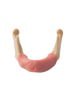 EASYINSMILE Dental Lower Jaw Teeth Study Model Anatomically Bone Mandible Model With Gums