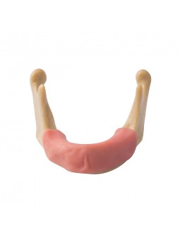 EASYINSMILE Dental Lower Jaw Teeth Study Model Anatomically Bone Mandible Model With Gums	