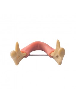 EASYINSMILE Dental Lower Jaw Teeth Study Model Anatomically Bone Mandible Model With Gums