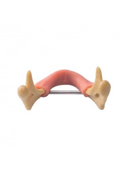 EASYINSMILE Dental Lower Jaw Teeth Study Model Anatomically Bone Mandible Model With Gums	