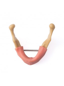 EASYINSMILE Dental Lower Jaw Teeth Study Model Anatomically Bone Mandible Model With Gums	
