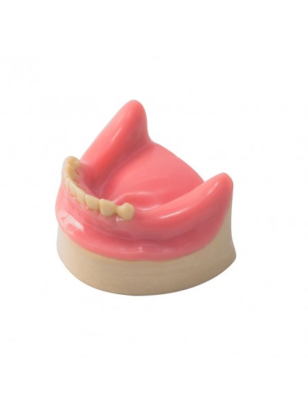 Dental Lower Jaw Teeth Missing Demonstration Model & 8 teeth  with Gum EASYINSMILE 
