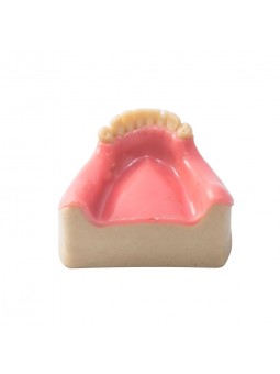 Dental Lower Jaw Teeth Missing Demonstration Model & 8 teeth  with Gum EASYINSMILE 