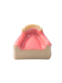 Dental Lower Jaw Teeth Missing Demonstration Model & 8 teeth  with Gum EASYINSMILE