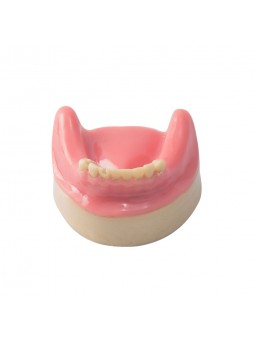 Dental Lower Jaw Teeth Missing Demonstration Model & 8 teeth  with Gum EASYINSMILE