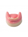 Dental Lower Jaw Teeth Missing Demonstration Model & 8 teeth  with Gum EASYINSMILE 